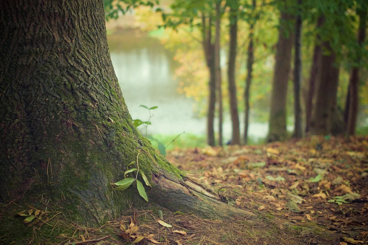 Inwentaryzacja terenu przed wycinką: rola arborysty i badań dendrologicznych